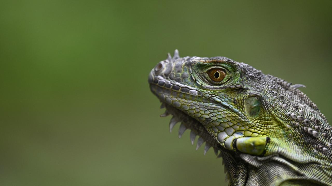 iguana-afp-2325885.jpg