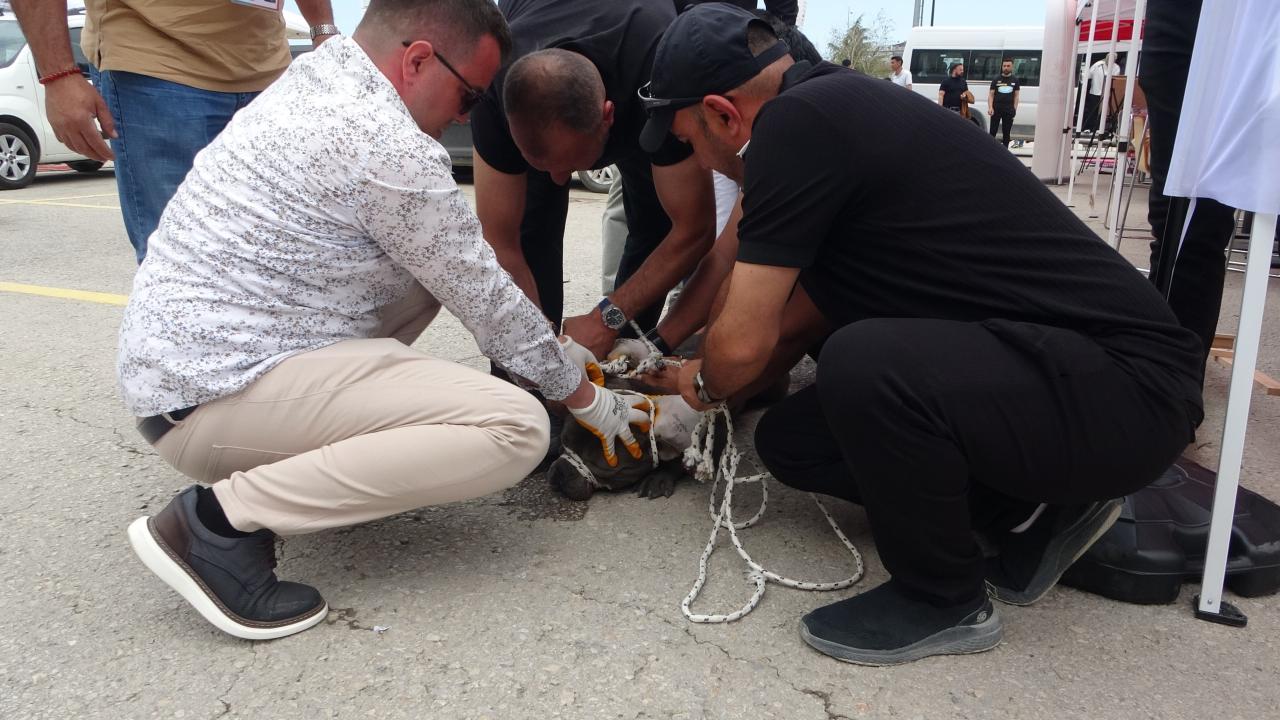 basibos-pitbull-saldiriiha-2361441.jpg
